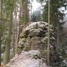 10_2016 Národní park České Švýcarsko – likvidace nepůvodních dřevin (Pinus strobus)