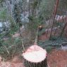 10_2016 Národní park České Švýcarsko – likvidace nepůvodních dřevin (Pinus strobus)